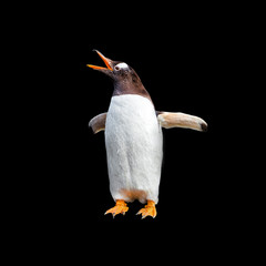 Crying Gentoo penguin isolated at black background, Beagle Channel in Patagonia near Ushuaia, Argentina, closeup, details