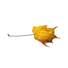 Autumn leaf