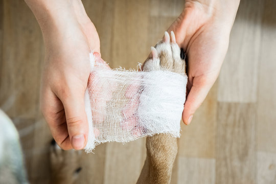 Medical treatment of pet concept: bandaging a dog's paw. Hands applying bandage on a wounded body part, dog point of view