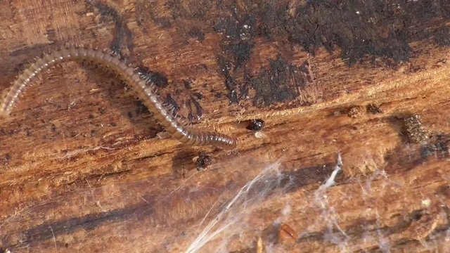 Myriapoda. Tausendf&uuml;&szlig;er