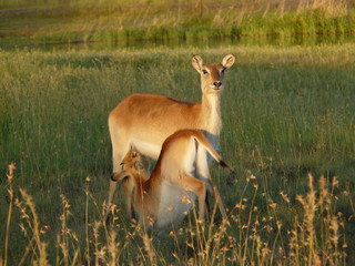 Lechwe Mutter und Kind