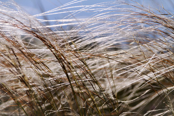 Fototapeta premium Grass in field at summer background or texture