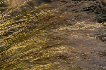 Green grass at summer background or texture