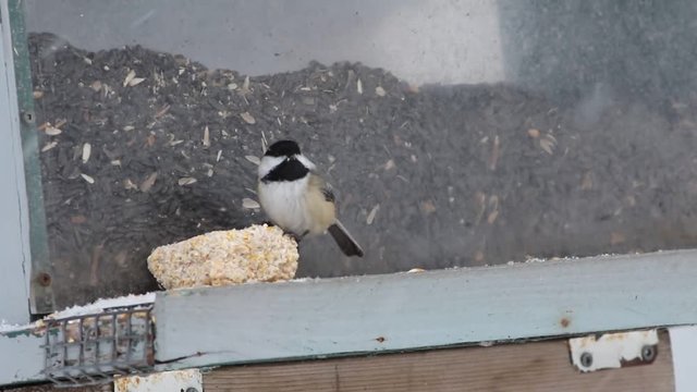 m&eacute;sange &egrave;a t&ecirc;te noire
