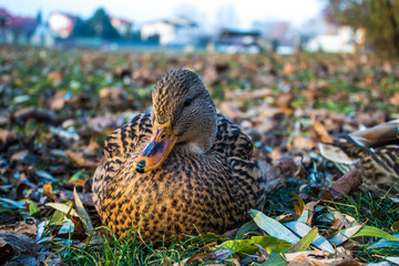 Duck walk in the park