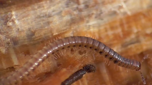 Myriapoda. Tausendf&uuml;&szlig;er