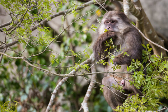 Tibetan macaque
