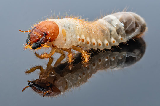 Image of grub worms, Coconut rhinoceros beetle (Oryctes rhinoceros), Larva with reflection.