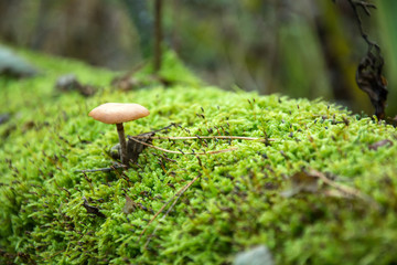 Wild inedible fungus in green moss
