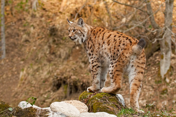 Eursian lynx standing on a rock in autmn forest with blurred background. Endangered mammal predator in natural environment. Wildlife scenery with vivid colors.