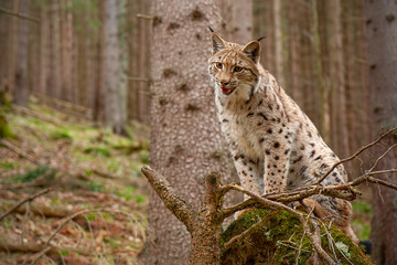 Eursian lynx standing on a windthrow in autmn forest with blurred background. Endangered mammal predator on uprooted broken tree.
