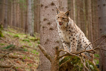 Obraz premium Eursian lynx standing on a windthrow in autmn forest with blurred background. Endangered mammal predator on uprooted broken tree.