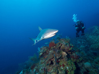 Fototapeta na wymiar Taucher begegnet Hai