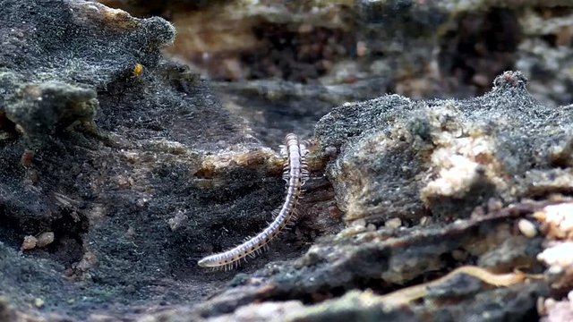  Tausendf&uuml;sser, Myriapoda