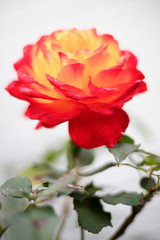 赤と黄色のバラの花