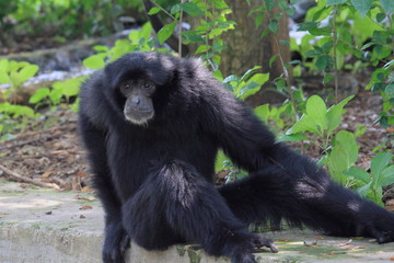 Siamang, Wildlife photography