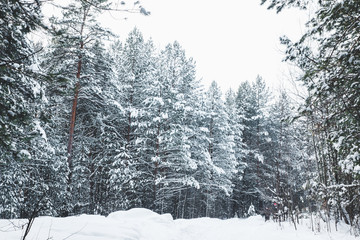 Beautiful winter in pine forest. Winter lanscape.