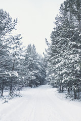 Beautiful winter in pine forest. Winter lanscape.