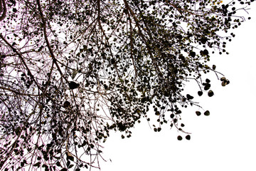 treetop isolated on white background