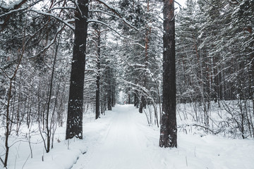 Fototapeta premium Beautiful winter in pine forest. Winter lanscape.