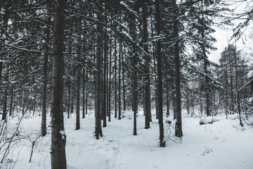 Beautiful winter in pine forest. Winter lanscape.