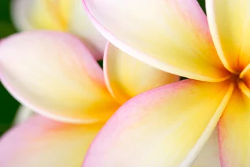 Gordijnen Plumeria or frangipani flower, Tropical flower. © cloudberry77