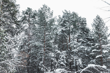 Beautiful winter in pine forest. Winter lanscape.