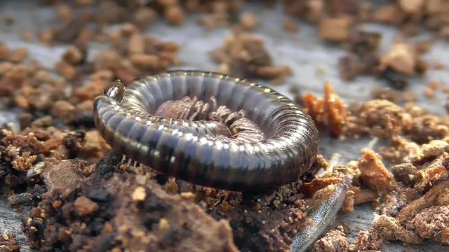 Tausendf&uuml;sser, Myriapoda