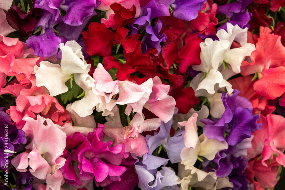 Wall mural sweet pea mixed spencer (lathyrus oderatus)