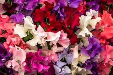 sweet pea Mixed Spencer (Lathyrus oderatus)