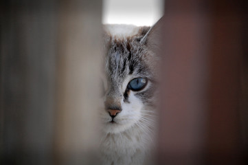 Gatita de corral