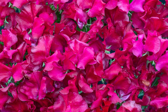 Sweet Pea Henry Thomas (Lathyrus Oderatus)