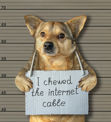 The bad dog chewed the internet cable. He arrested by the police for this crime and sent to prison. Lineup background.
