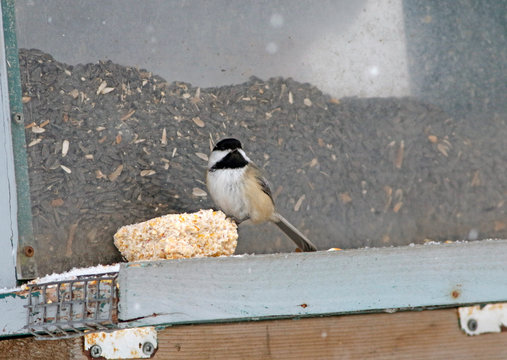 m&eacute;sange &egrave;a t&ecirc;te noire