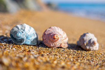 Shells on the beach.
