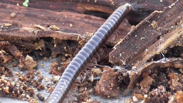  Tausendf&uuml;sser, Myriapoda