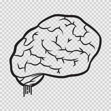 Brain vector line art simple icon isolated on transparent background.
