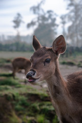 Fototapeta premium Young Deer or Fawn With Curious Smiling Face on Summer Misty Morning