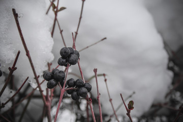 Berrys on the branch