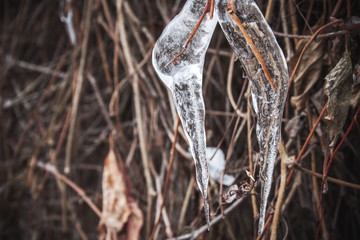 Frozen branches