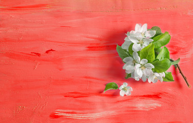 Apple tree blossom spring flowers coral watercolor background