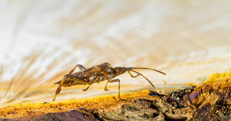 a Western conifer seed bug introduced to Europe