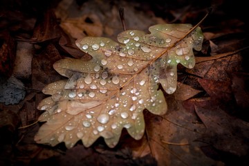 brązowy liść dębu z kroplami deszczu jesienią