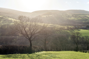 tree in field with strong light of sun