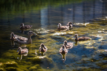 flock of ducks swimming in the pond