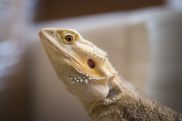closeup of lizard