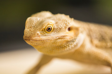 closeup of lizard