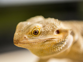 closeup of lizard