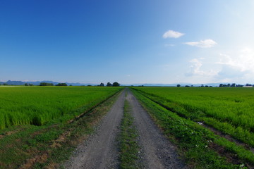 青空の下、生い茂った田んぼの中を通る一本道