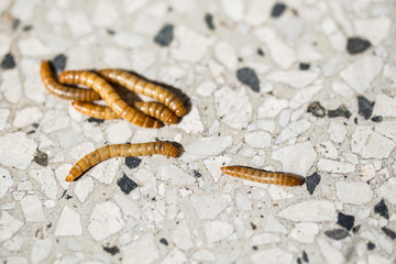 caterpillar on leaf